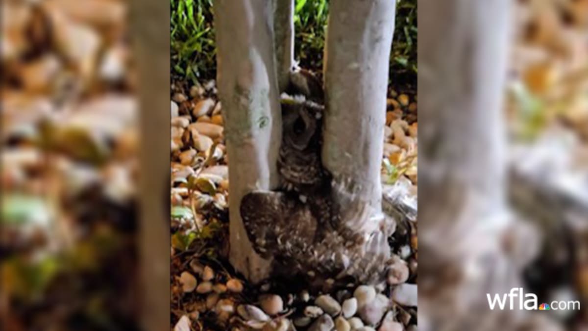 Pasco Firefighters Free Trapped Owl in Wesley Chapel - Image 2