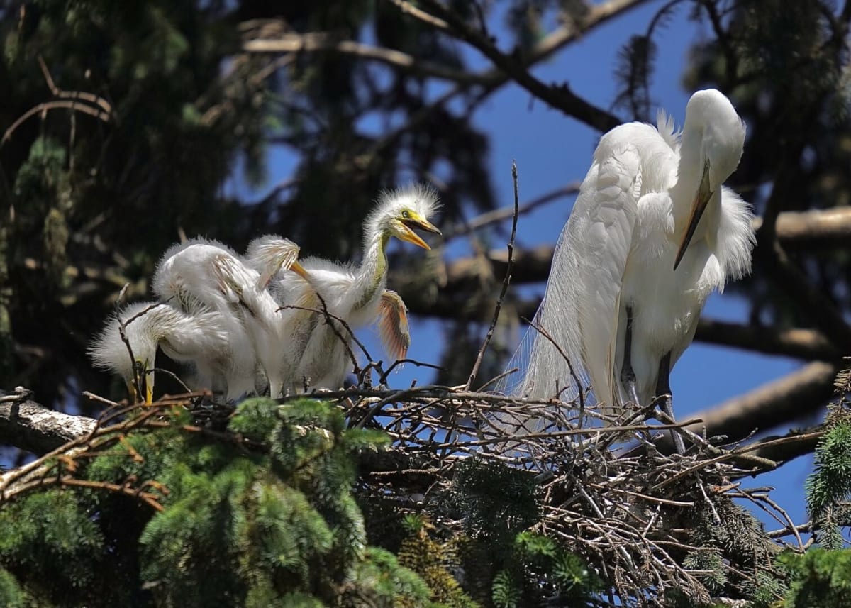 York's Urban Rookery Protects Herons for 30+ Years