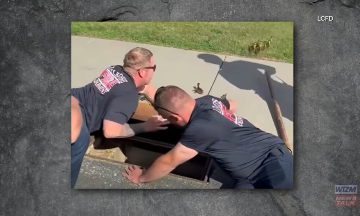 La Crosse firefighters kneeling by storm drain during duckling rescue operation