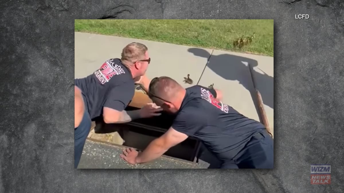 La Crosse Firefighters Save Ducklings From Storm Drain - Image 2