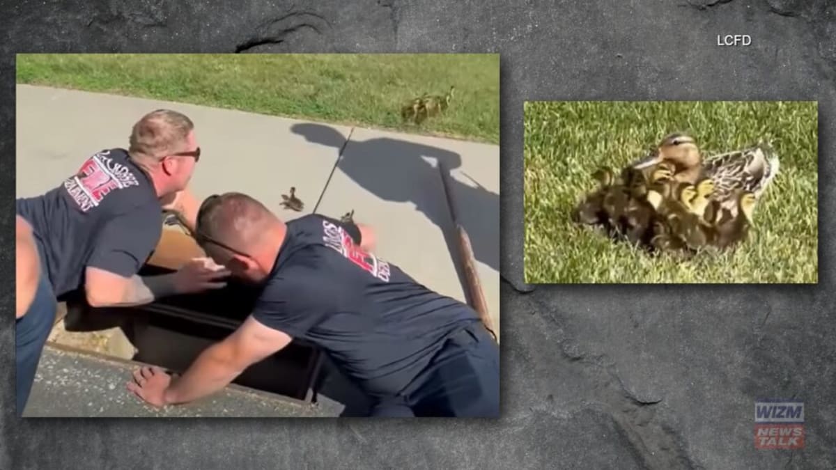 La Crosse Firefighters Save Ducklings From Storm Drain - Image 4