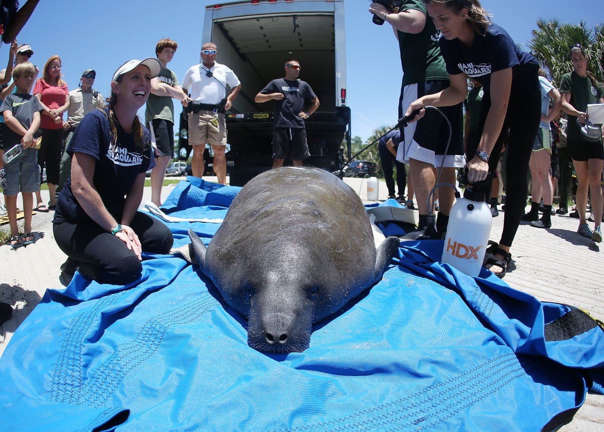 Rescue team lifts large gray manatee from concrete storm drain using specialized equipment