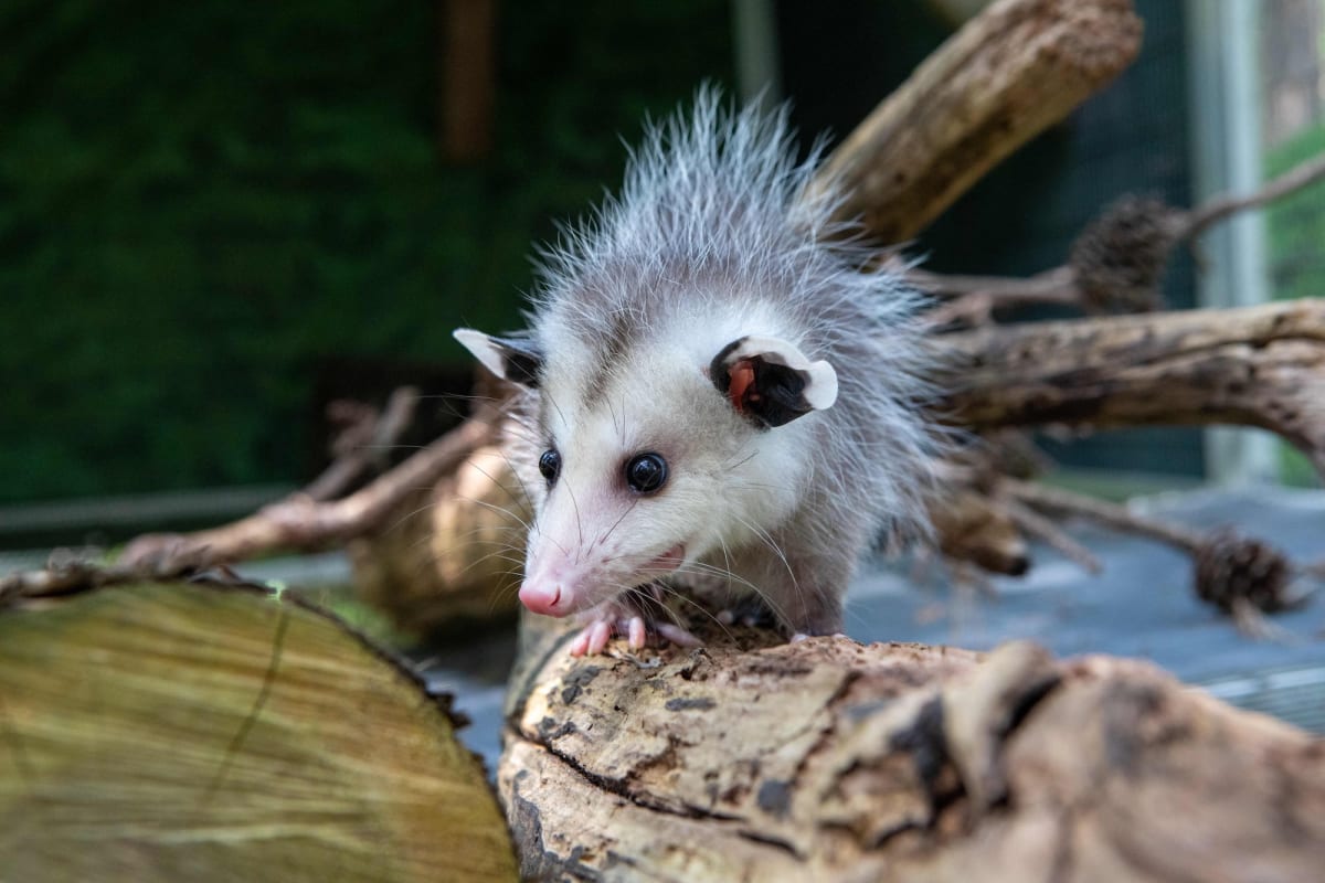 Baby squirrel being bottle-fed by wildlife rehabilitator at Austin Wildlife Rescue center