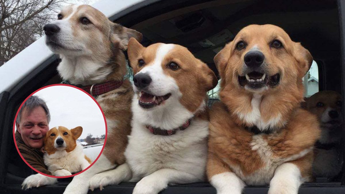 Iowa Man Uses Retirement Savings to Save 67 Corgis