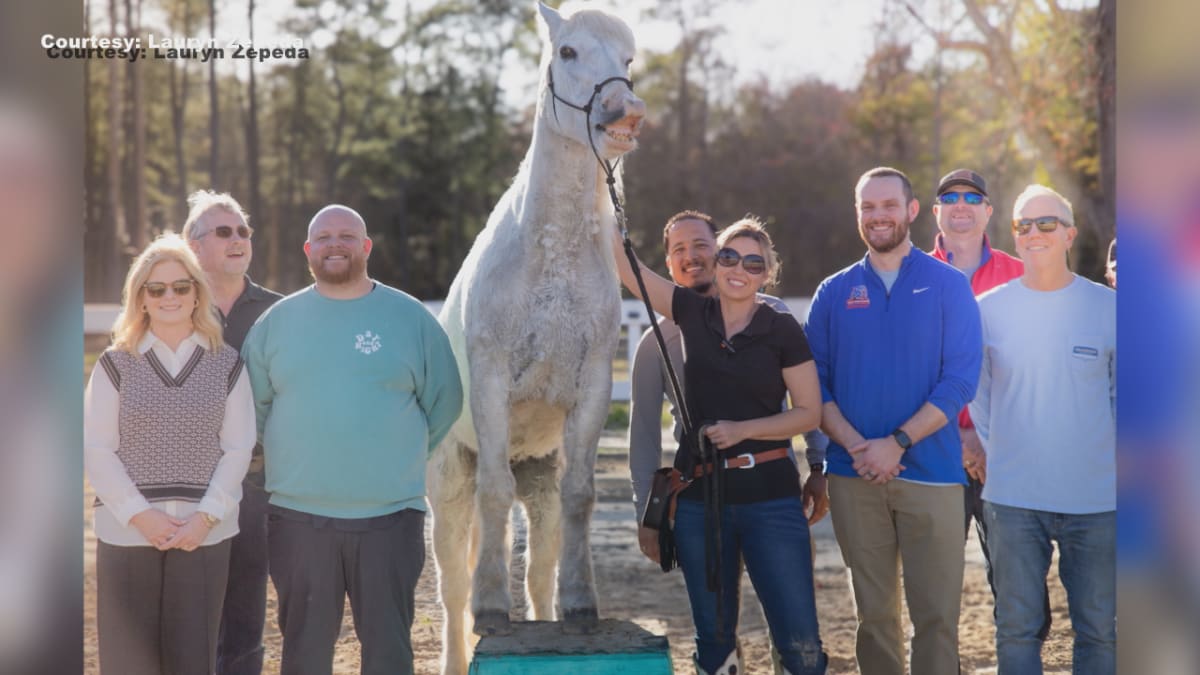 Mustang Gringo Performs 38 Tricks in Under 3 Minutes for Record