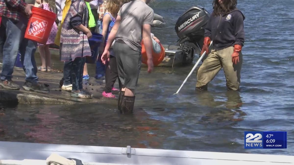 Children releasing young trout into a clear Massachusetts lake during a MassWildlife stocking event