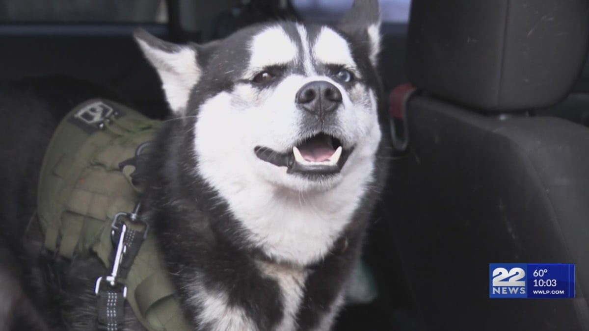 Missing Husky Kendo Found After Month-Long Search