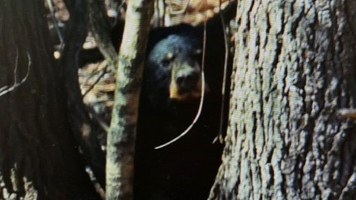 Mass Families Can Help Stock 500K Trout This April - Image 5