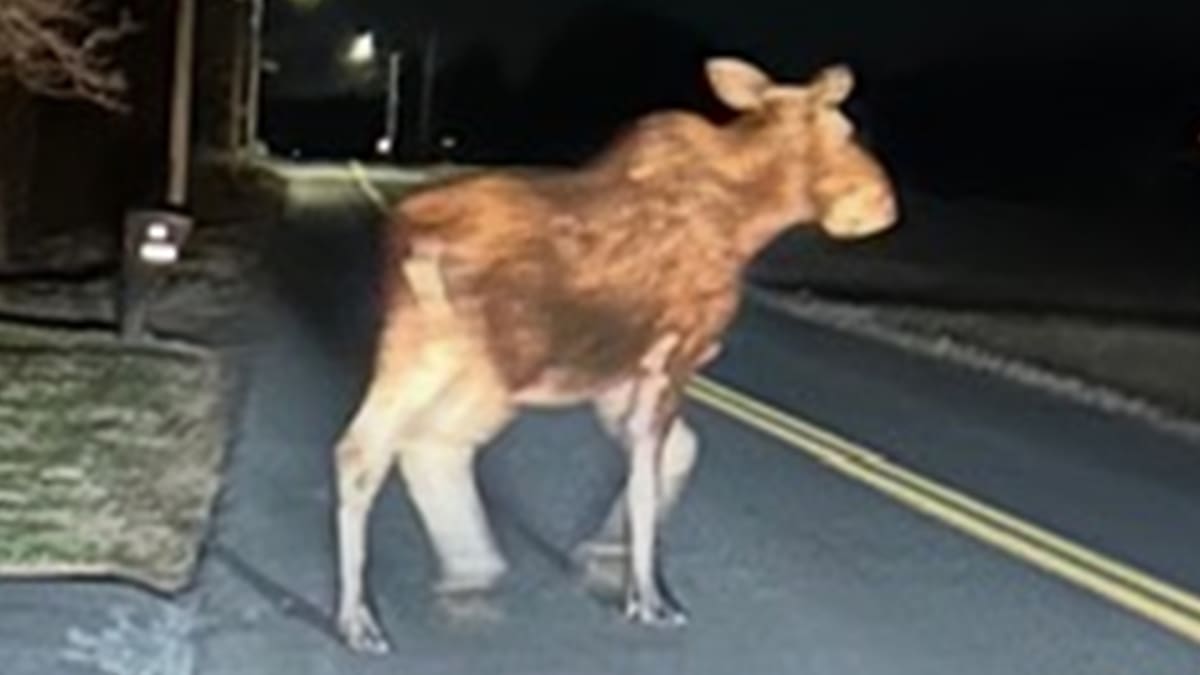 Mass Families Can Help Stock 500K Trout This April - Image 4