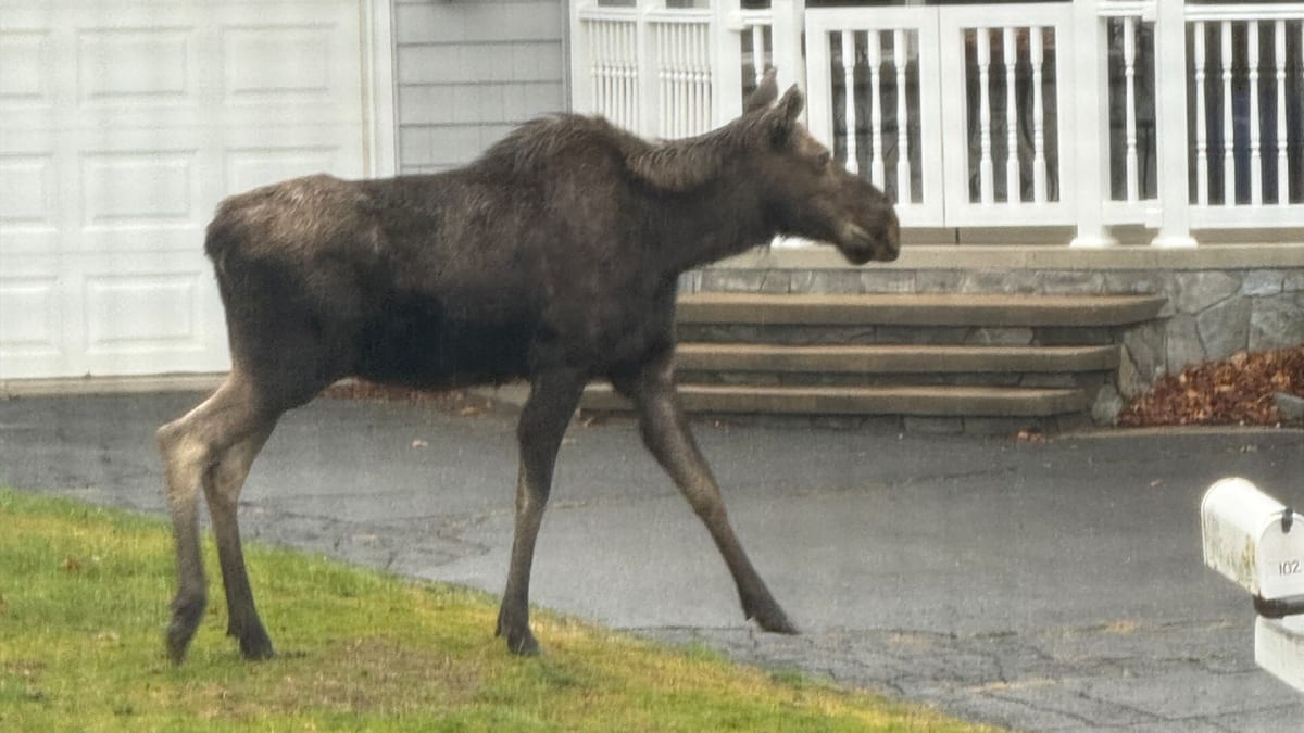 Olympic Gold Won With Help From Massachusetts Factory - Image 3