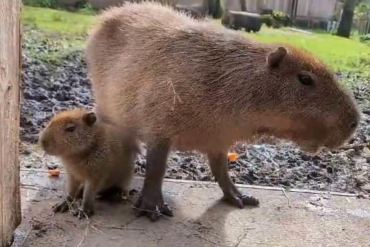 Leeds Zoo Saves World's Rarest Bird from Extinction - Image 4