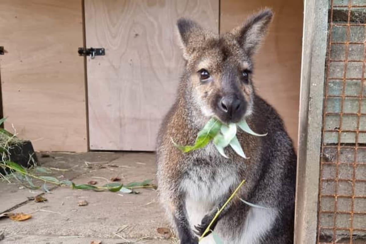 Leeds Zoo Saves World's Rarest Bird from Extinction - Image 3