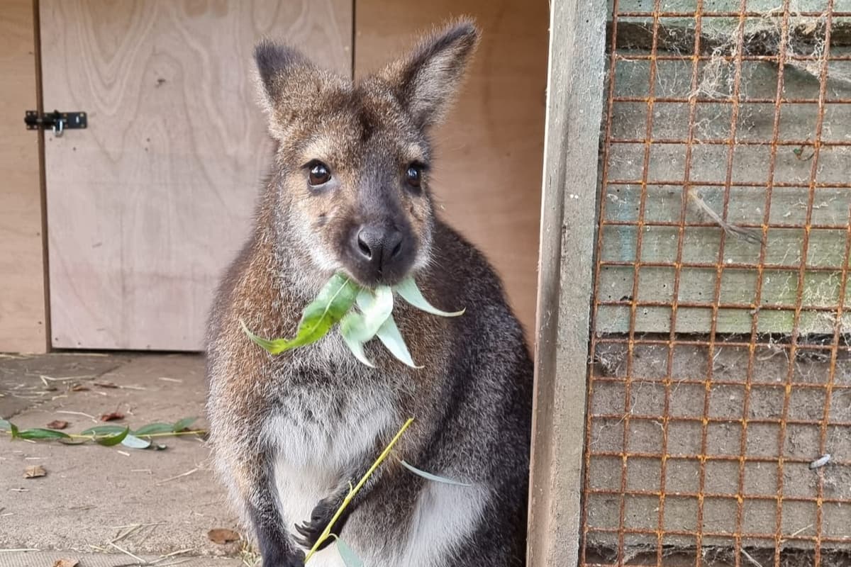 Leeds Zoo Saves World's Rarest Bird from Extinction
