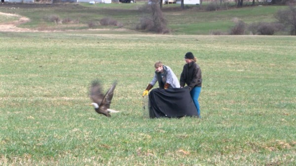 Injured Bald Eagle Returns Home After Battle Recovery - Image 2
