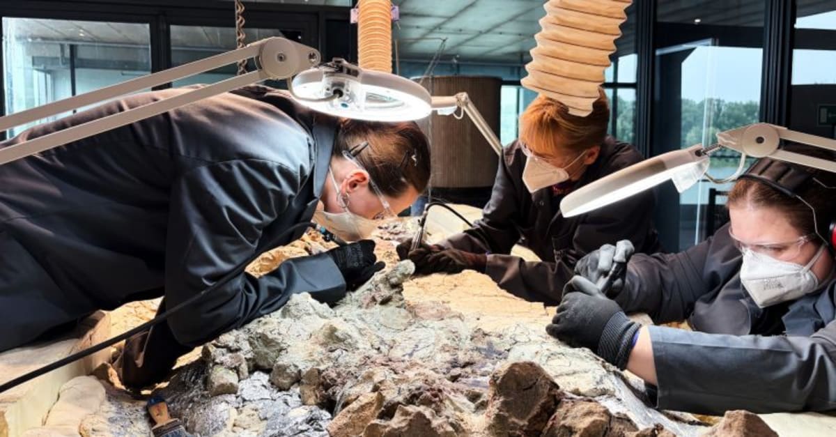 2,000 Volunteers Help Uncover 20-Foot Ancient Predator - Image 2