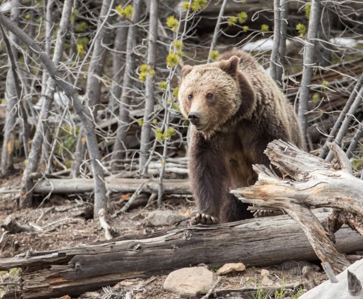 Grizzly Bears Soar to 1,000 After Near-Extinction