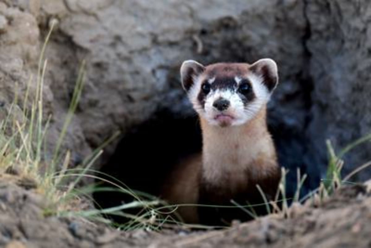 Courts Fight to Restore Endangered Species Protections - Image 3