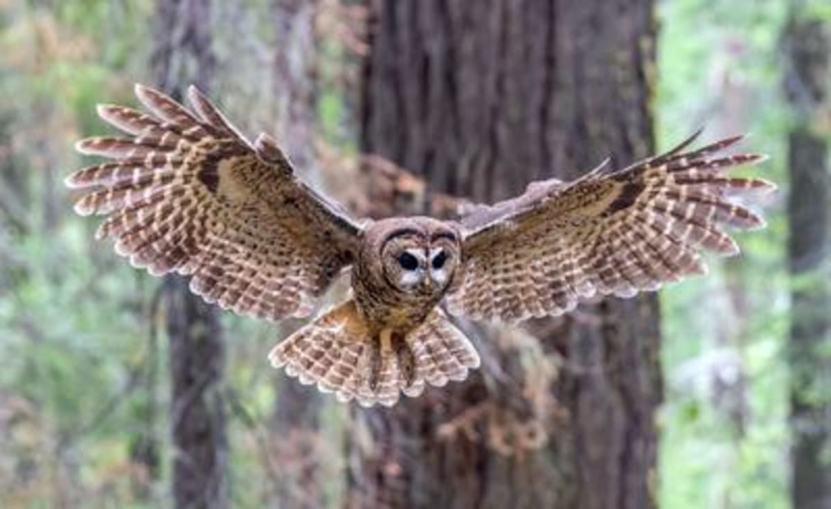 Courts Fight to Restore Endangered Species Protections - Image 4