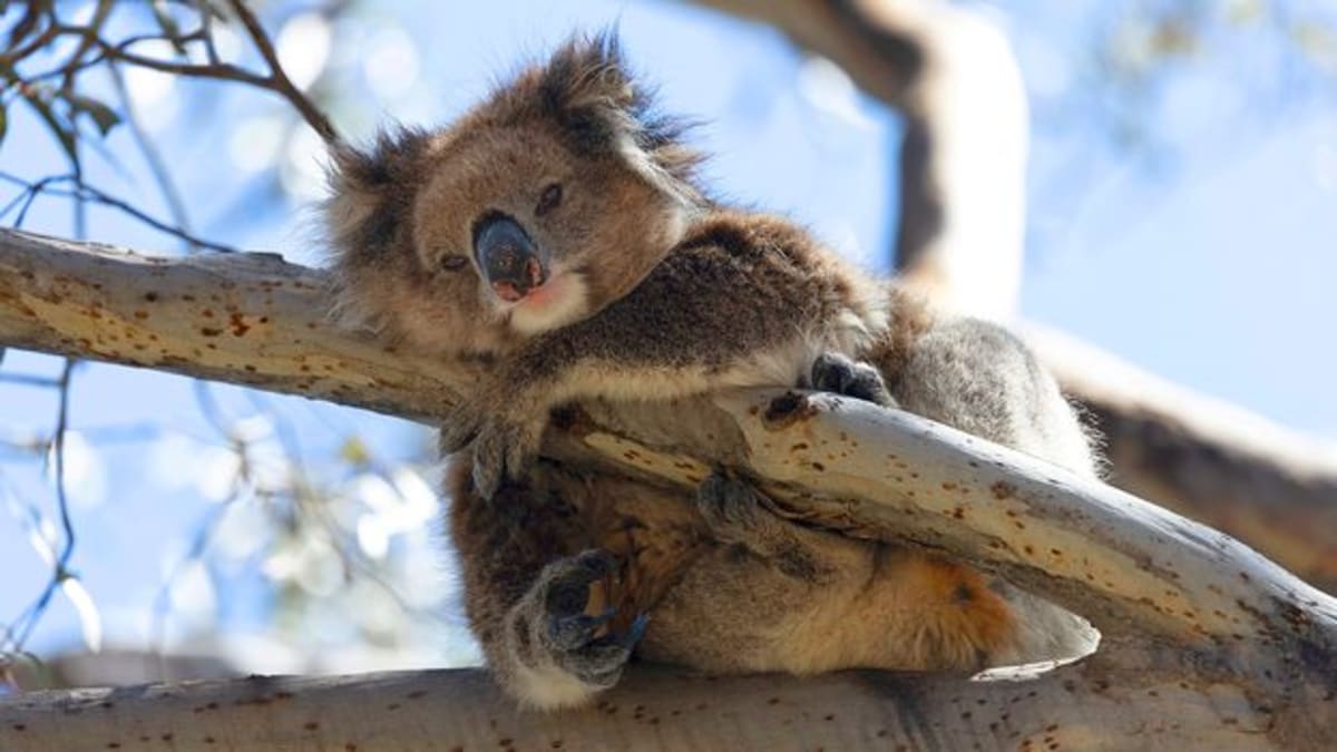 Scientists Save Disease-Free Koalas From Genetic Decline