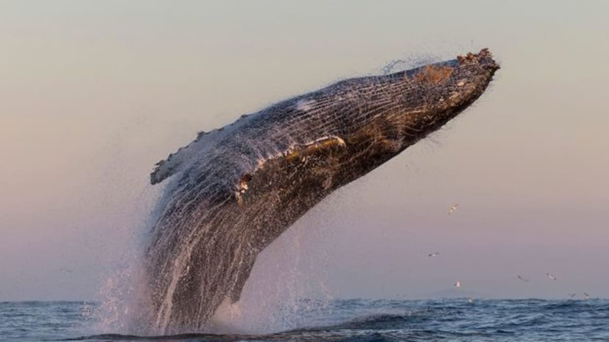 Dozens of humpback whale blows creating plumes of mist across the ocean surface off South Africa