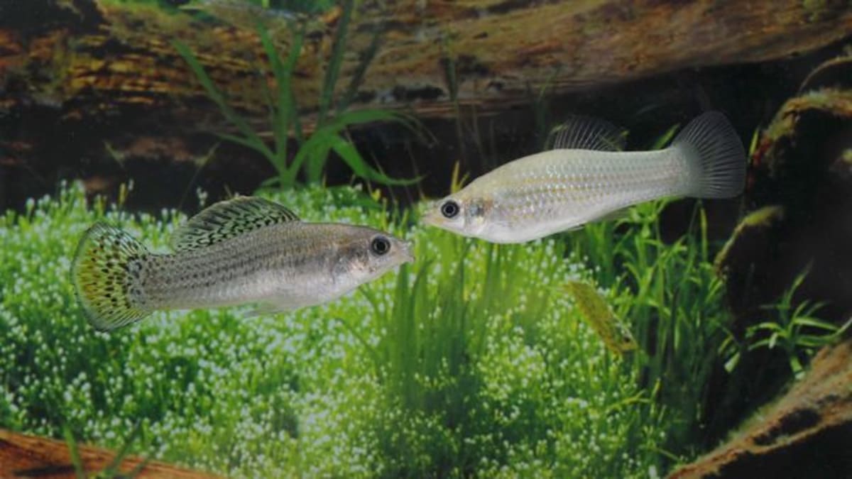 All-Female Fish Thrives 100,000 Years Without Males