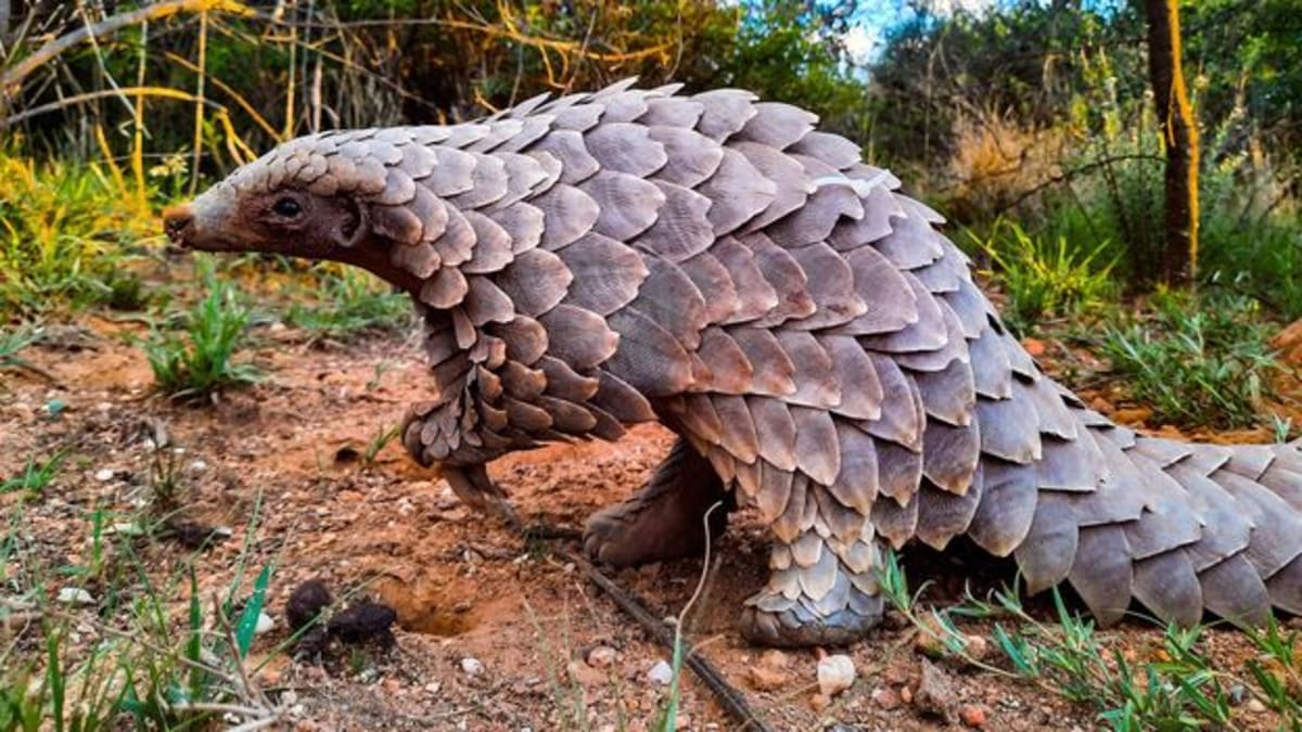 Trafficked Pangolin Pup Stevie Thrives After Wild Release