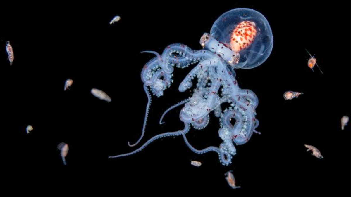 Nearly transparent juvenile wunderpus octopus photographed during nighttime blackwater dive in dark ocean