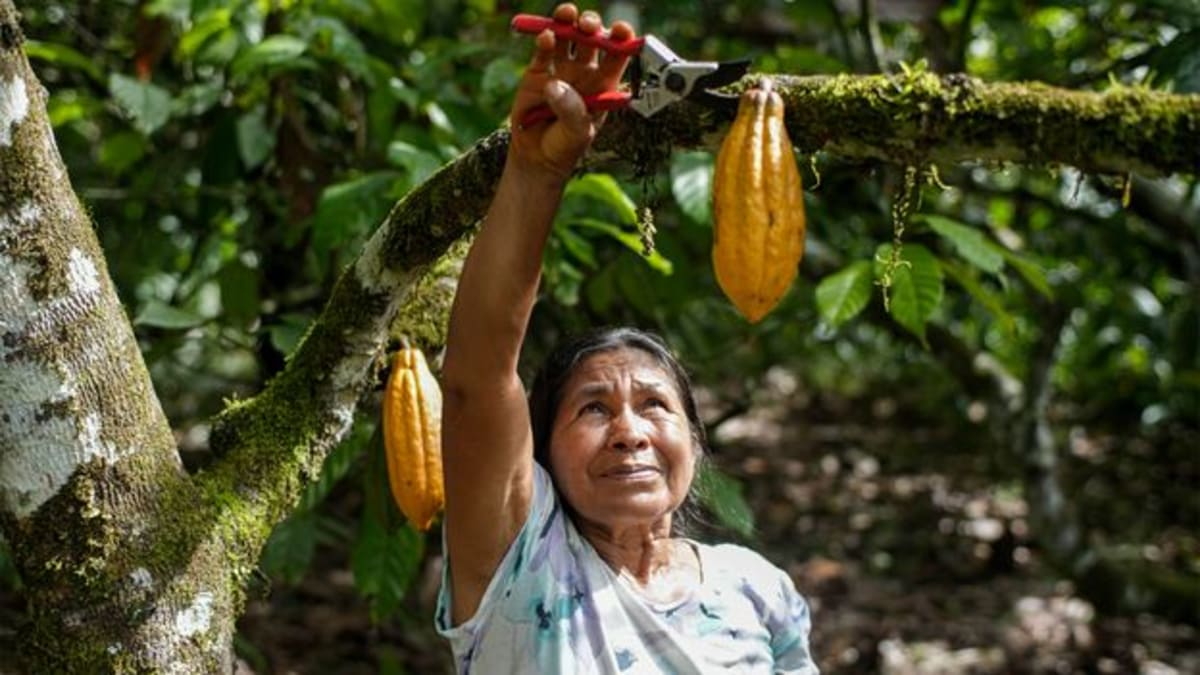Indigenous woman tending diverse crops in Colombian Amazon chagra farm surrounded by rainforest
