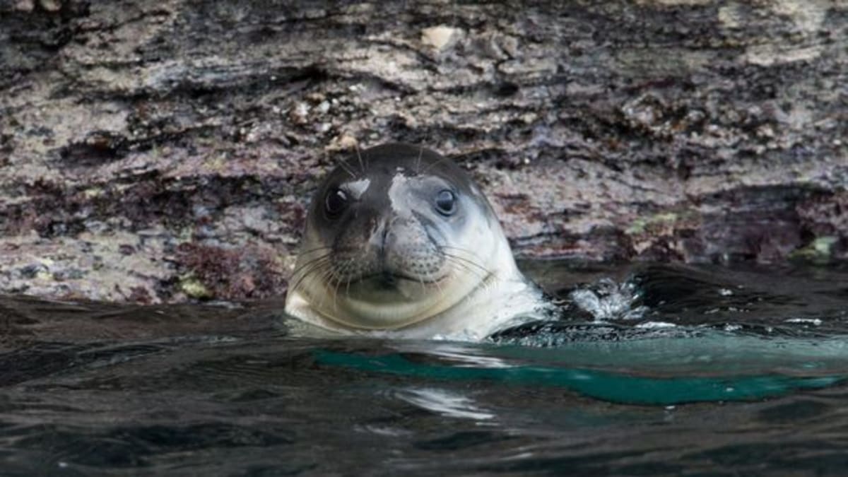 Mediterranean monk seal swimming in clear blue waters near rocky Greek coastline