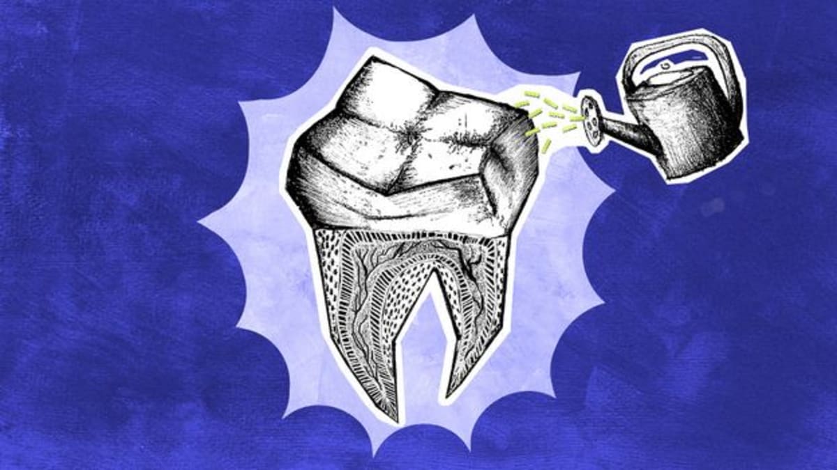 Scientists Grow Human Teeth to Replace Fillings, Implants