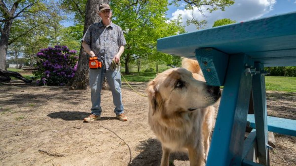 Labrador mix dog sniffing berry bushes on Virginia farm searching for spotted lanternfly eggs