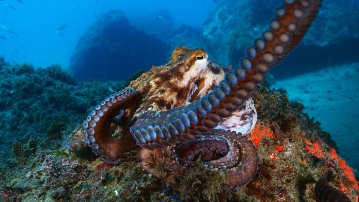 Octopus swimming in ocean waters, showcasing the intelligent marine animal at center of farming debate