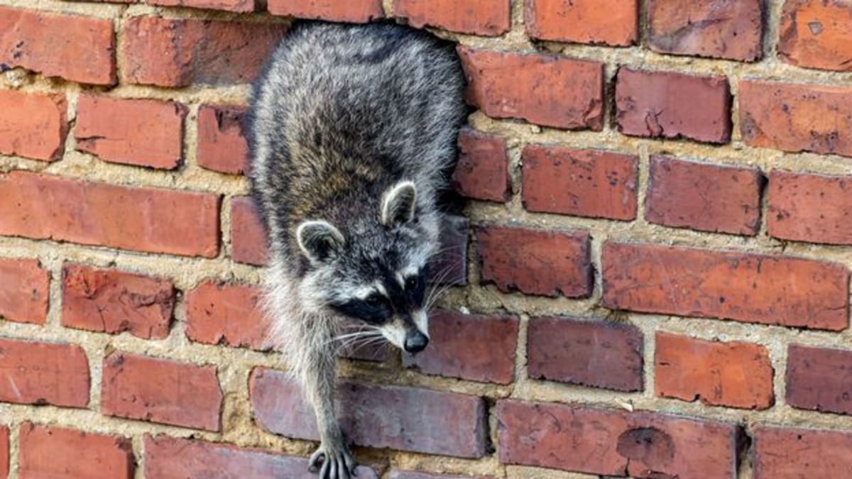 Raccoon with distinctive black mask markings climbing in urban German environment