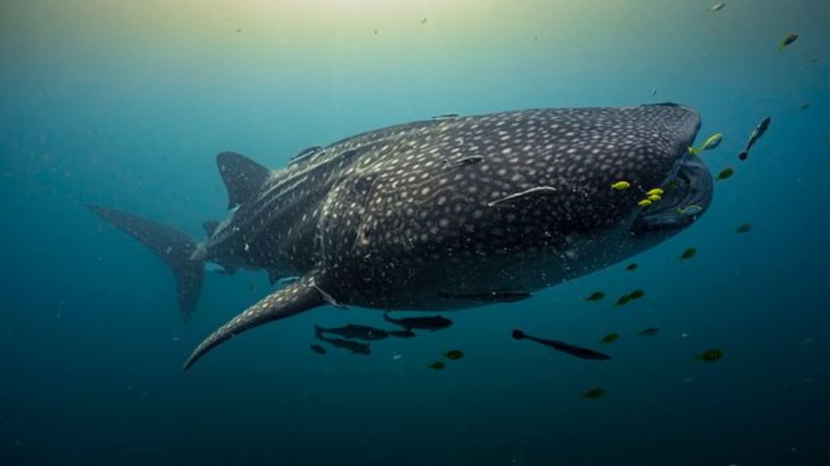 Rare four-month-old baby whale shark with white-spotted dark body swimming in Indonesian waters