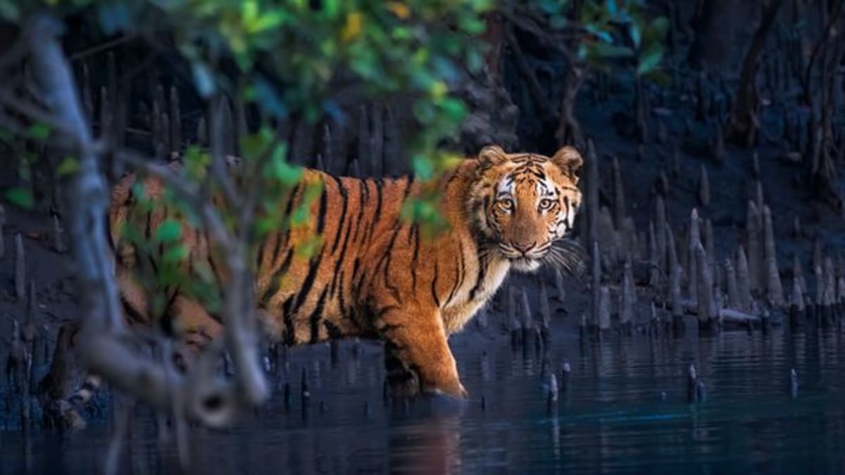 2026 Mangrove Photo Awards Reveal Hidden Wildlife Havens