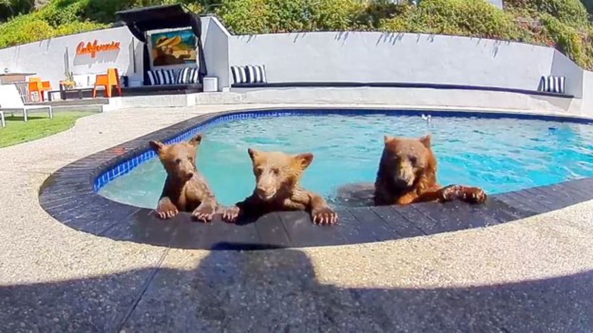 LA Couple Shares Pool With Wild Bears in Perfect Harmony