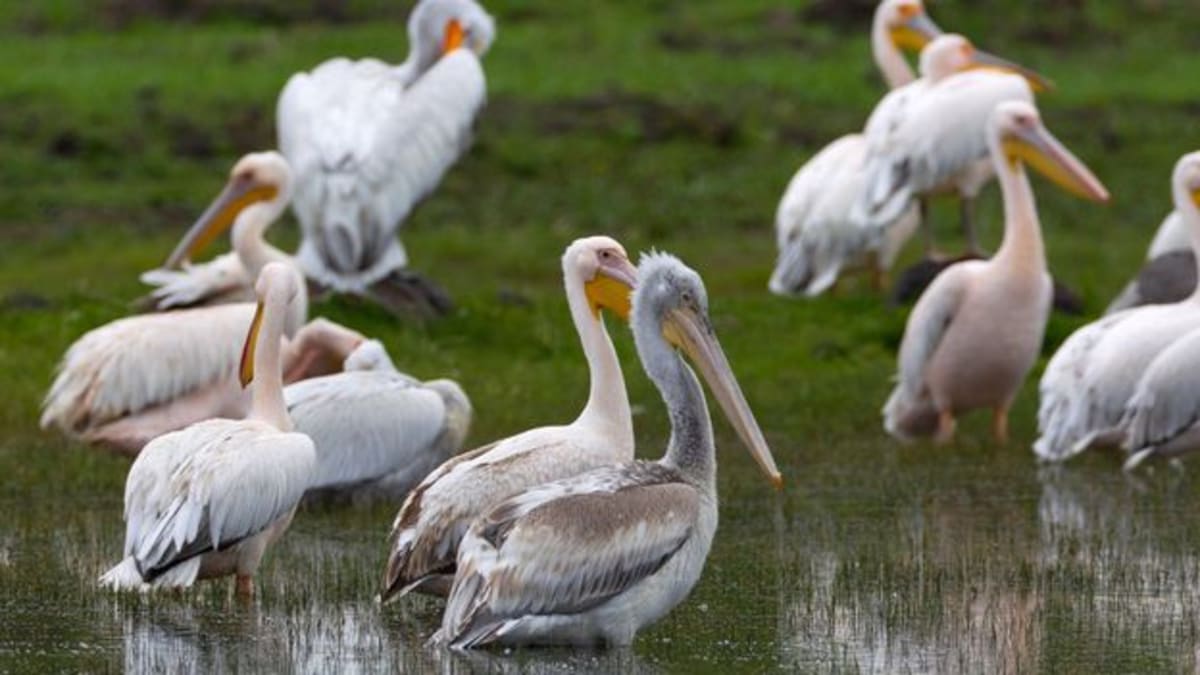 ** Pelicans floating on misty Turkish lake waters in protected wetland sanctuary near Georgian border