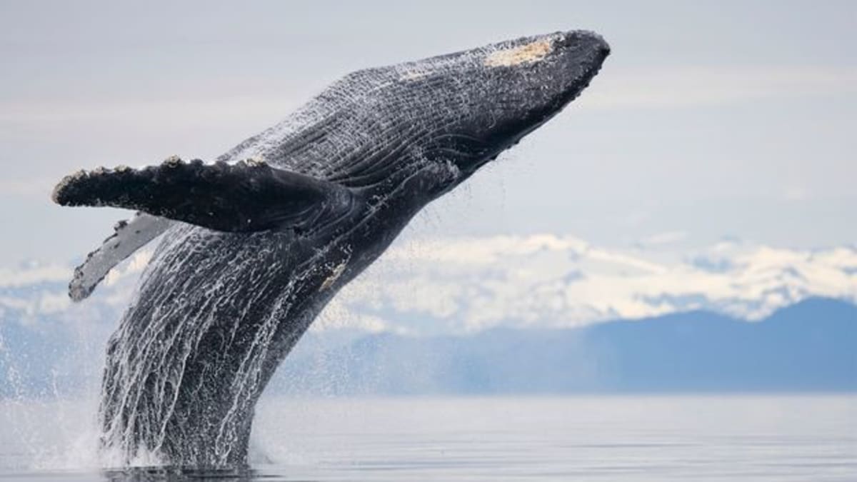 Humpback whale swimming underwater in deep blue ocean waters singing its distinctive song