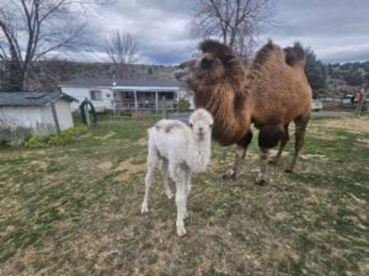 Tillamook County Creamery Association logo on white background representing scholarship program