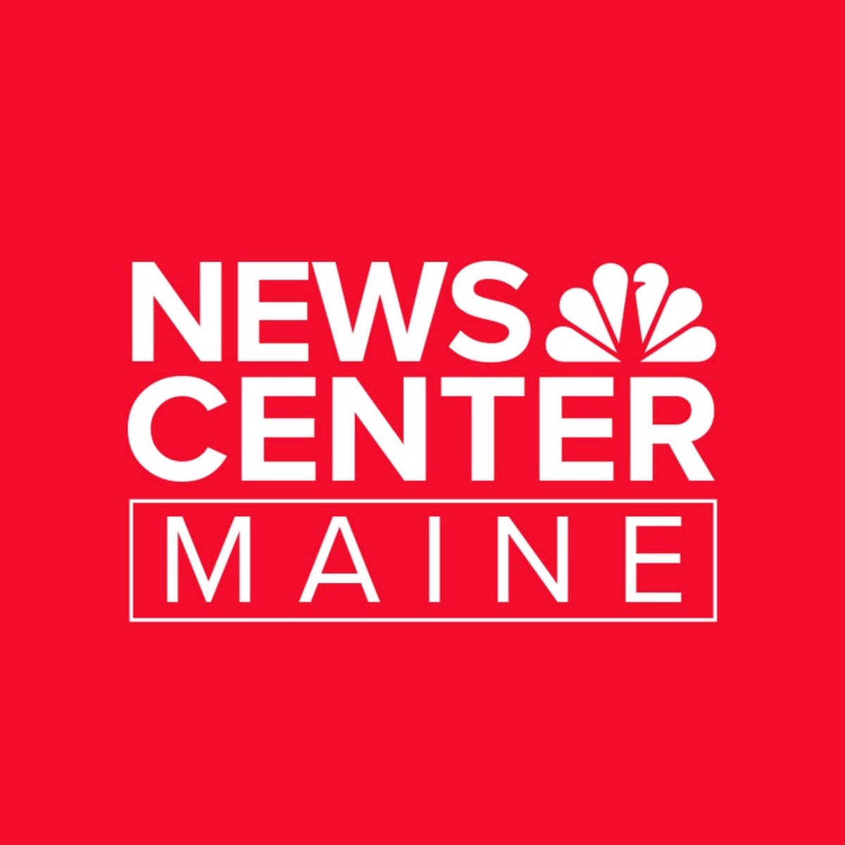 ** Volunteer in rain gear gently holding salamander while helping it cross road at night