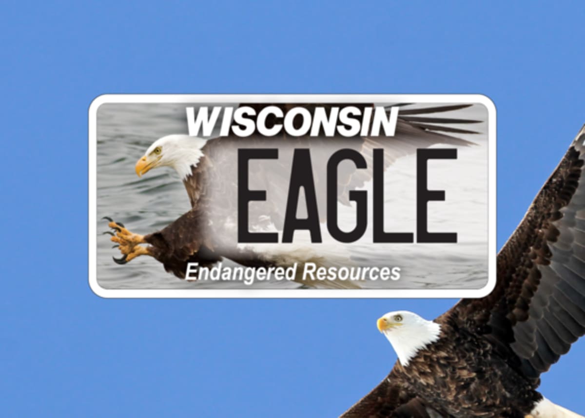 Majestic bald eagle perched in Wisconsin, symbol of successful endangered species conservation recovery