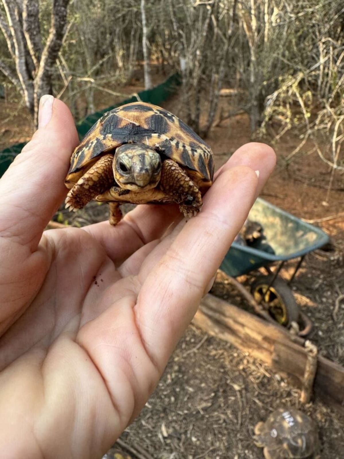 Radiated tortoise with distinctive starburst shell pattern in Madagascar forest habitat