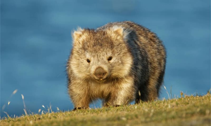 56 Species Survived Australia's Fires Thanks to Wombats - Image 3