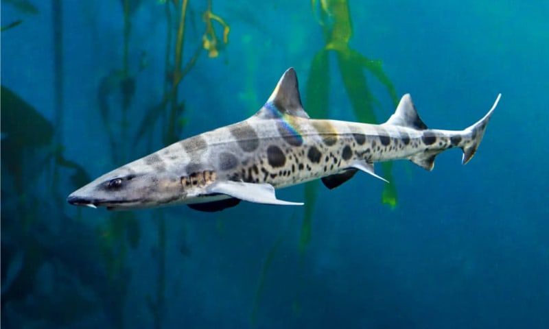 Thailand Releases Endangered Leopard Sharks Back to the Wild - Image 4