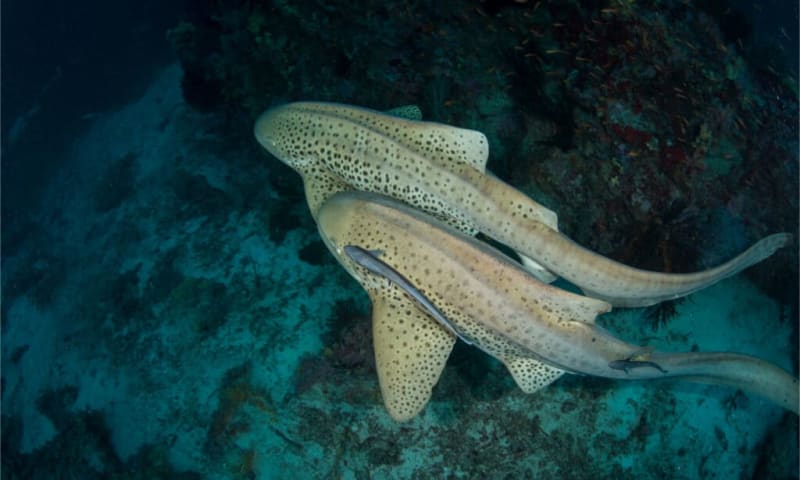 Thailand Releases Endangered Leopard Sharks Back to the Wild - Image 5