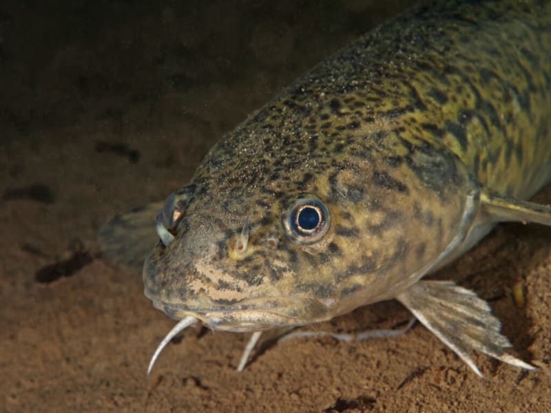 Idaho's 'Leopard Fish' Rebounds From 50 to Fishing Season - Image 4
