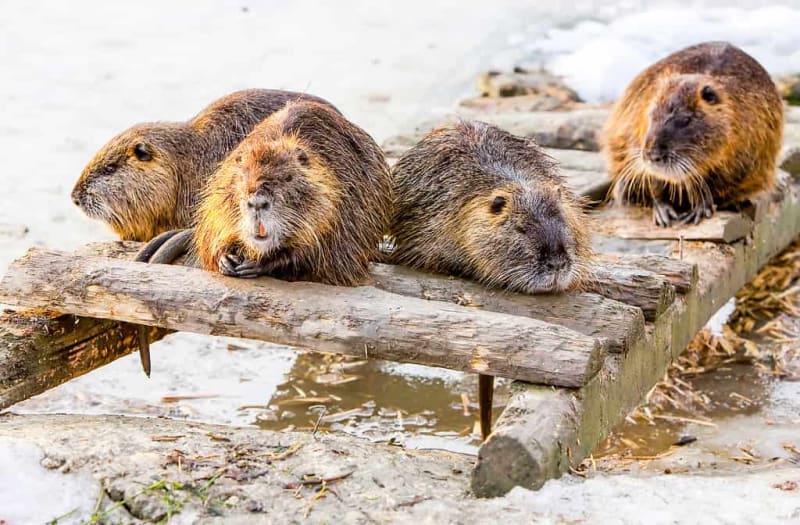 Lincoln Police Save Frozen Beaver in Subzero Rescue - Image 4