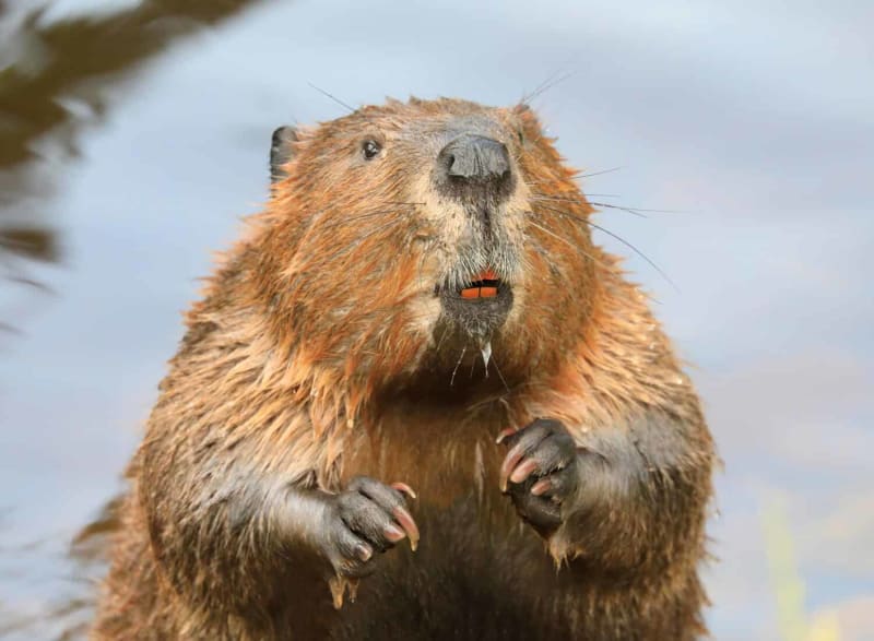 Lincoln Police Save Frozen Beaver in Subzero Rescue