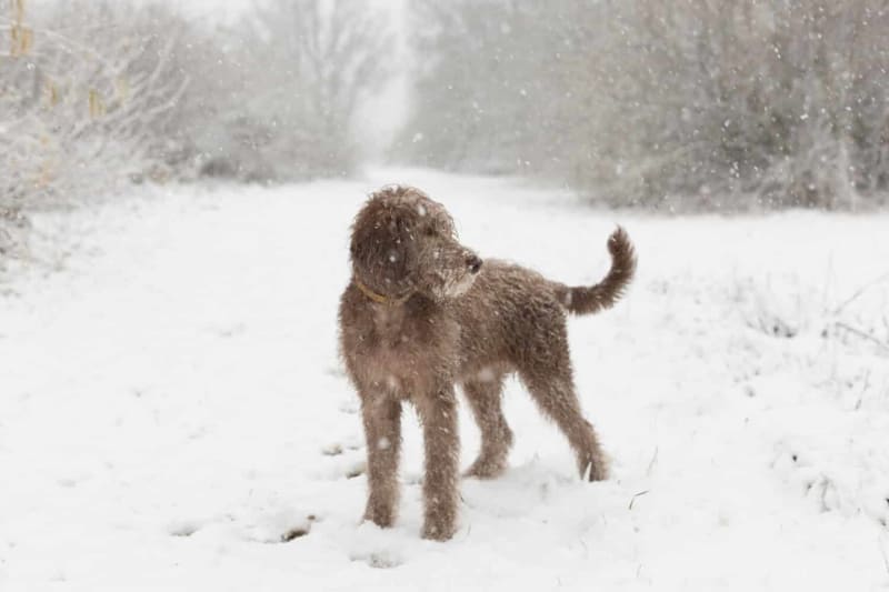 Man using stick to break ice in frozen river to rescue trapped dog