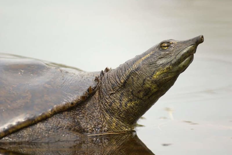 Scientists Race to Save World's Rarest Turtle - Image 4